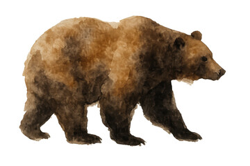 Brown bear walking in watercolor style, grizzly wildlife painting, forest animal illustration with transparent background
