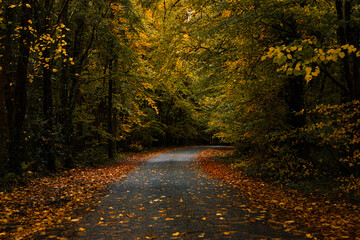 Peaceful forest path covered in autumn leaves on an overcast day at Emo Park, Ireland