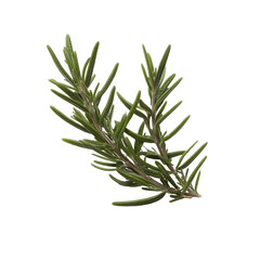 Fototapeta premium Close-up of a fresh rosemary sprig with vibrant green leaves on transparent background
