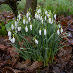 Deutschland, Nordrhein-westfalen, Schneegl&ouml;ckchen in einem Garten, Galanthus