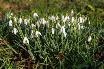 Fototapeta premium Deutschland, Nordrhein-westfalen, Schneeglöckchen in einem Garten, Galanthus