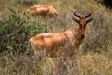 safari in Africa
