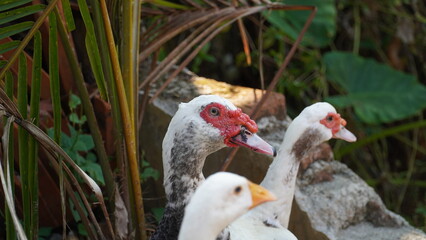 closeup crop of the head of a white goose and a Manila Muscovy duck