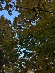 autumn in the forest