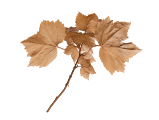 Close-up of a slender brown branch with three dried leaves on transparent background