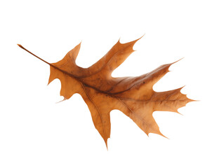 Single dried oak leaf with intricate veins on transparent background