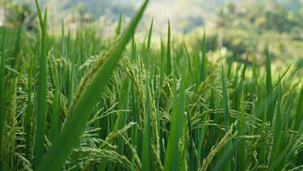 closeup and detail of yellowing rice plants with bokeh background