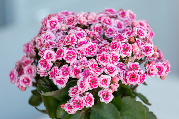 Kalanchoe blossfeldiana succulent plant blooming with pink flowers