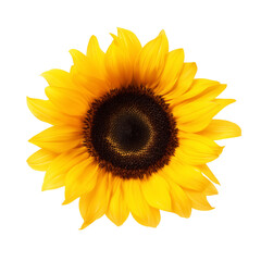 Fototapeta premium Single sunflower in full bloom with bright yellow petals and dark brown center on transparent background