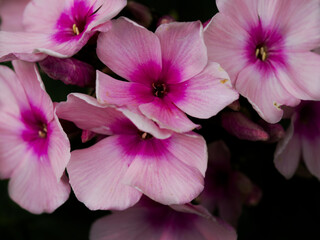 Large pink phlox flowers (Phlox paniculata) with darker centers