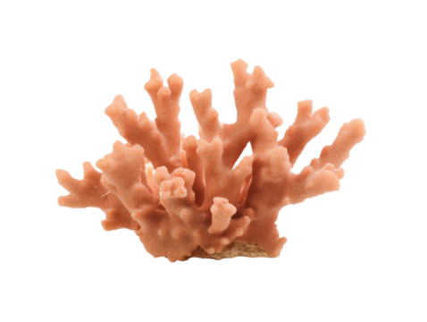 Vibrant orange coral formation with finger-like projections on transparent background