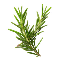 Fototapeta premium Close-up of a fresh rosemary sprig with transparent background