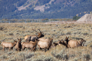 Bull and Cow Elk Rutting in Autumn in Grand Teton National Park Wyoming
