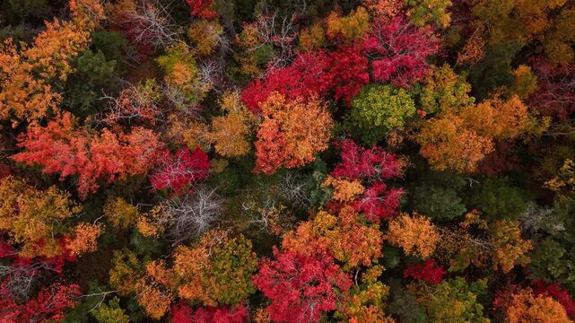 Top View Cinematic Fall Forest Scene Wilderness. Colorful Autumn Trees Cover The Vast Canadian Wilderness In Nova Scotia, With Shades Red, Yellow, And Fir Green As Camera Gently Rotates And Pulls Back
