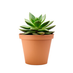 Fototapeta premium Vibrant green succulent in terracotta pot on transparent background