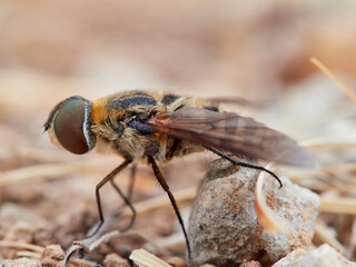 Bee fly. Villa is a genus of flies belonging to the bee-fly family (Bombyliidae).