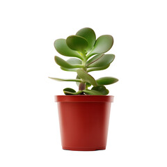Obraz premium Vibrant green succulent in a red pot on transparent background