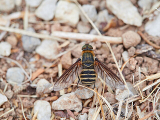 Bee fly. Villa is a genus of flies belonging to the bee-fly family (Bombyliidae).