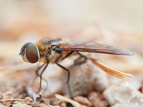Bee fly. Villa is a genus of flies belonging to the bee-fly family (Bombyliidae).