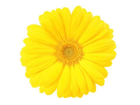 Single radiant yellow daisy with intricate details on transparent background
