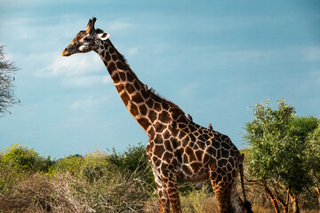 safari in Africa