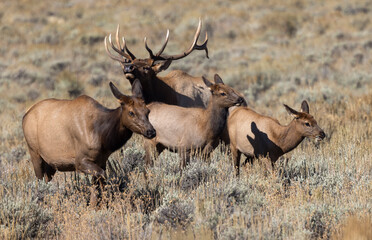 Bull and Cow Elk Rutting in Autumn in Grand Teton National Park Wyoming