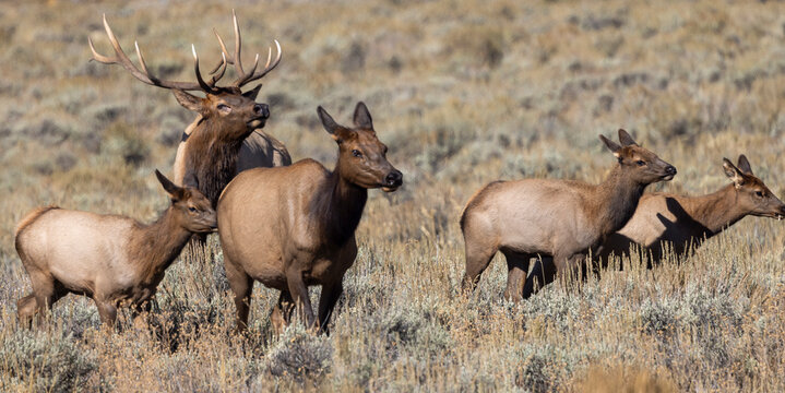 Bull and Cow Elk Rutting in Autumn in Grand Teton National Park Wyoming