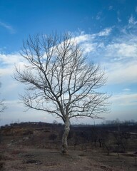 dead tree in the desert