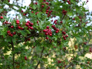 Hawthorn tree branches with red berries ripening in autumn