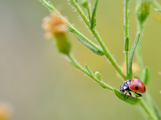 ladybug on a green leaf. Coccinella septempunctata