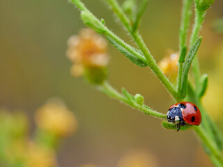 ladybug on a green leaf. Coccinella septempunctata