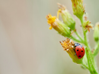 ladybug on a green leaf. Coccinella septempunctata