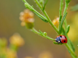 ladybug on a green leaf. Coccinella septempunctata