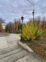 autumn colors of plants in the park