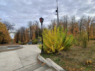 autumn colors of plants in the park