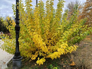 autumn colors of plants in the park