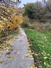autumn colors of plants in the park