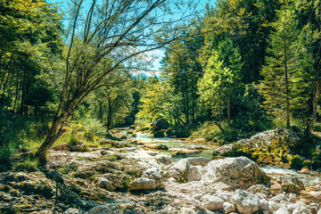 River Mostnica in Slovenia flowing through dense green forest in summer. Clear waters surrounded by alpine woodland in Triglav National Park, Slovenia.