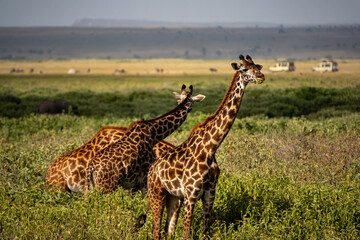 safari in Africa