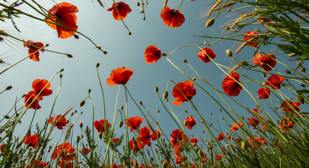 Obraz premium Red poppies blooming against a clear blue sky viewed from below poppy red poppy