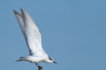 Indian white eye bird sitting on a green tree which has yellow flowers