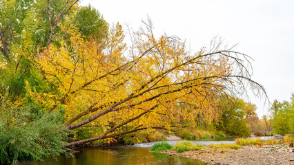 Willow leading over the Boise River in full fall color