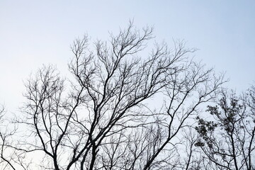 View of dry branches of tree in sky. Branched with many branches and leafless. Silhouette of dead tree, branches in autumn. Leaf less tree with dull grey backdrop. Leafless Tree and sky is gloomy
