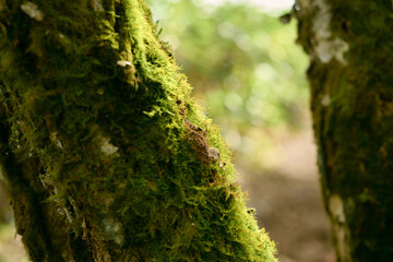 陽に照らされる苔