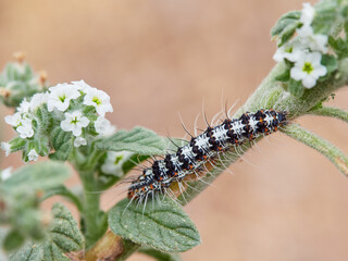 Caterpillar on a leaf. Utetheisa pulchella, or the Crimson Speckled moth