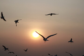 Blurred abstract background of  Seagulls fly past setting sun at Bang Pu Recreation Center. Seagulls flying. Sunset and Silhouette of Seagulls in Flight. Flying birds with twilight light in evening. 
