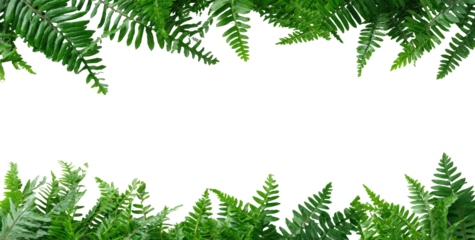 Frame of lush, green fern fronds borders black space for text or imagery. Leaves frame void