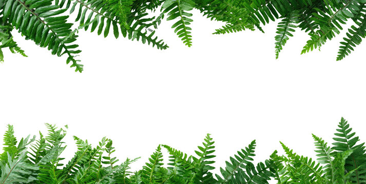 Frame of lush, green fern fronds borders black space for text or imagery. Leaves frame void