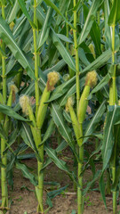 Obraz premium Vibrant Green Ears of Sweet Corn Growing on the Stalk