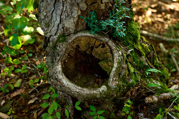 太い枝の剪定跡に開いた穴